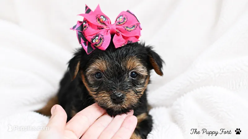 chloe – Yorkshire Terrier puppy for sale in Fort Scott, KS