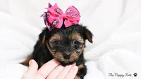 chloe, a female Yorkshire Terrier for sale in Fort Scott, KS – 1 of 3