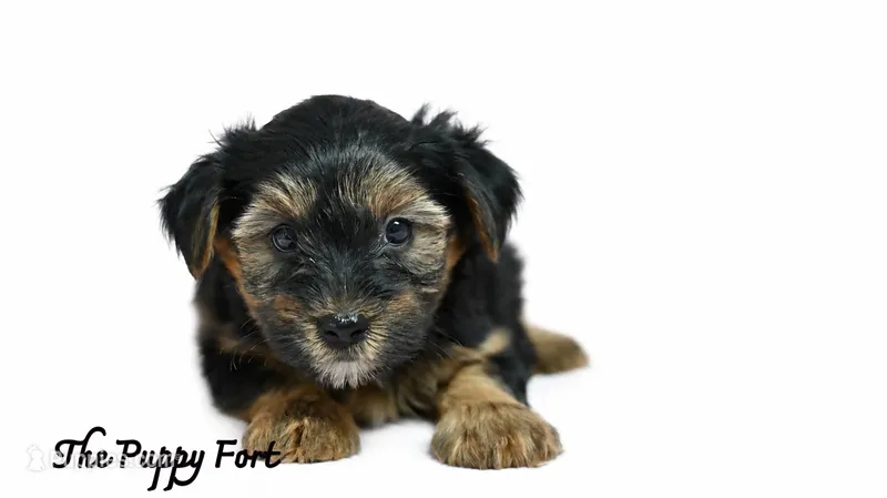 Rocky – Yorkshire Terrier puppy for sale in Fort Scott, KS