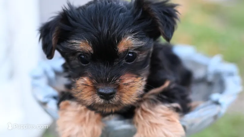 Cooper  – Yorkshire Terrier puppy for sale in Fort Scott, KS