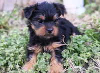 Cooper , a male Yorkshire Terrier for sale in Fort Scott, KS – Photo 2 of 2