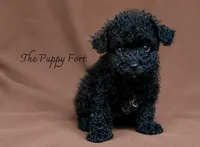 Messi, a male Poodle - Toy  and Poodle - Miniature  for sale in Fort Scott, KS – 2 of 2