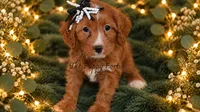 Ember, a female Cavapoo for sale in Fort Scott, KS – 2 of 2