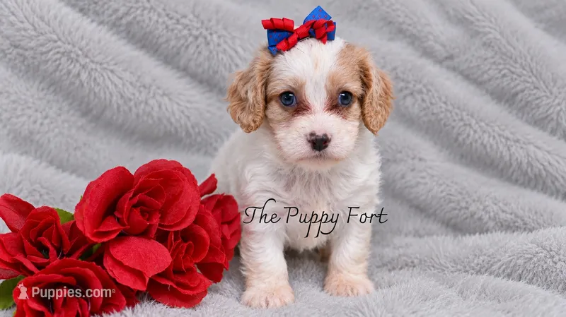 Stella – Cavalier King Charles Spaniel, Poodle - Miniature  puppy for sale in Fort Scott, KS
