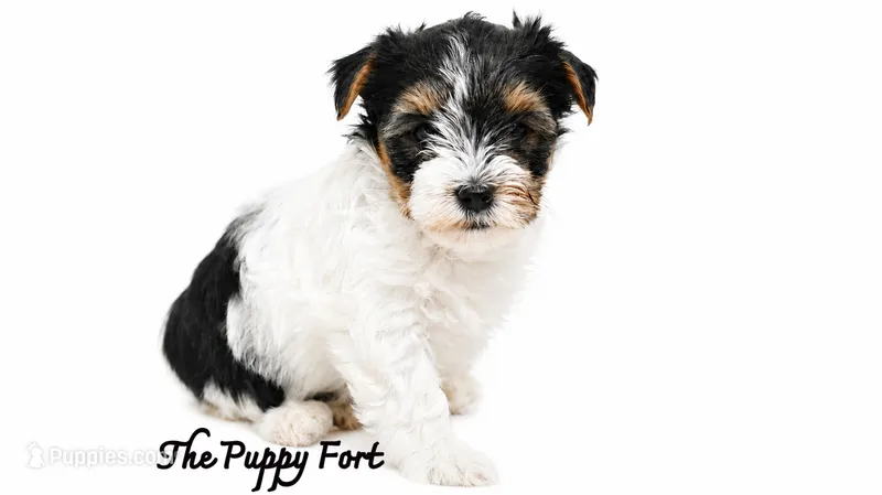 Winston – Yorkshire Terrier puppy for sale in Fort Scott, KS