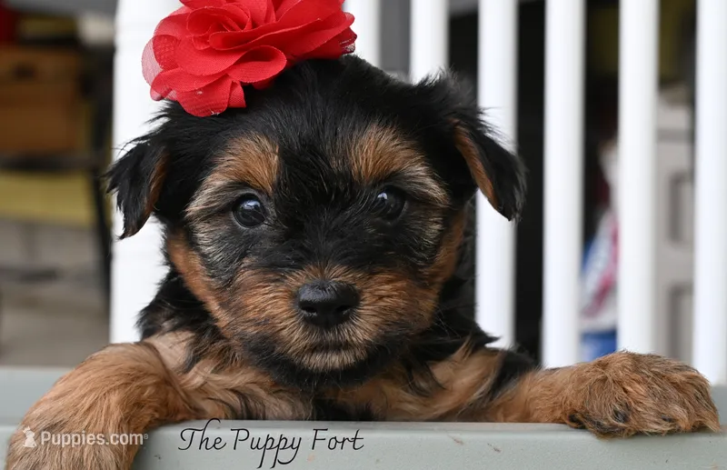 chloe – Yorkshire Terrier puppy for sale in Fort Scott, KS