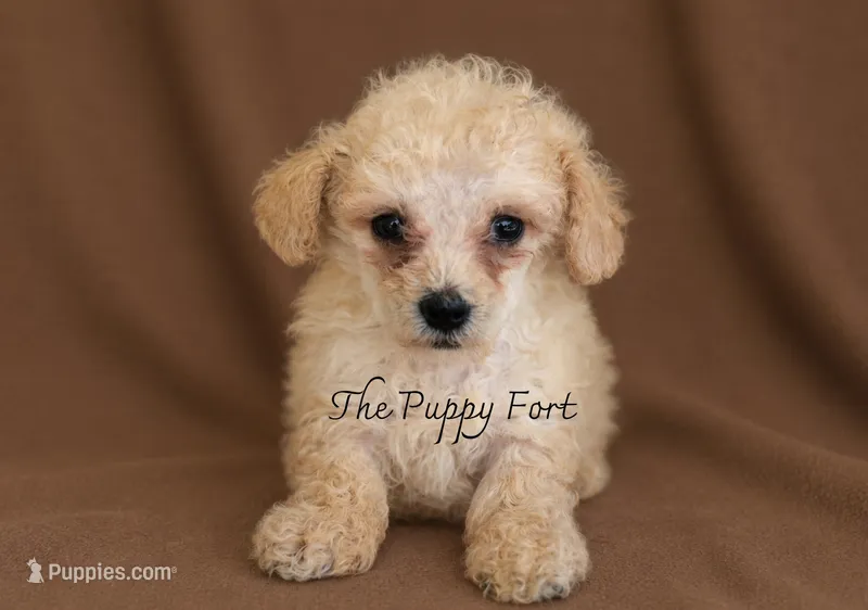 Buddy – Poodle - Toy , Poodle - Miniature  puppy for sale in Fort Scott, KS