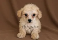 Buddy, a male Poodle - Toy  and Poodle - Miniature  for sale in Fort Scott, KS – 1 of 1