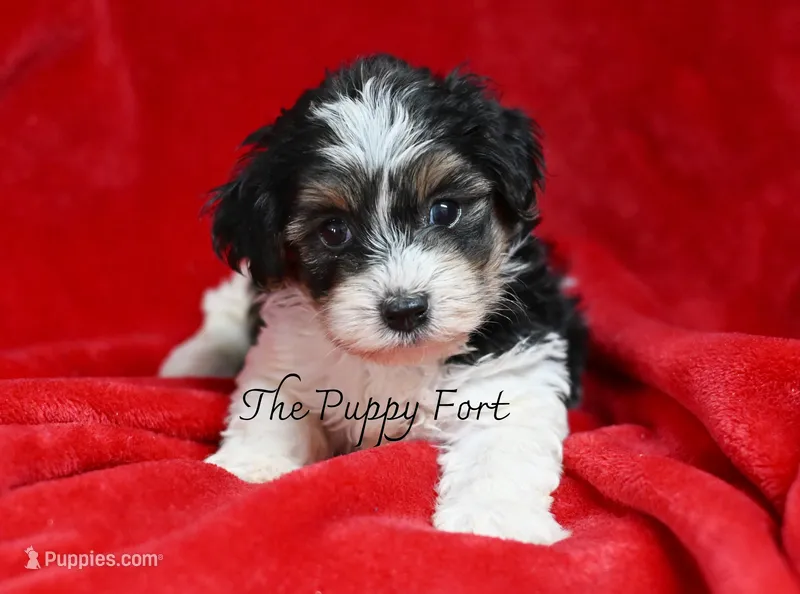 Nash – Yorkshire Terrier, Poodle - Toy  puppy for sale in Fort Scott, KS