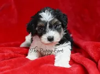 Nash ready for pickup , a male Yorkshire Terrier and Poodle - Toy  for sale in Fort Scott, KS – 2 of 3