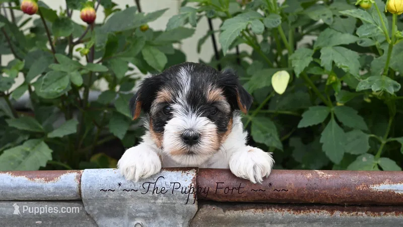 Winston – Yorkshire Terrier puppy for sale in Fort Scott, KS