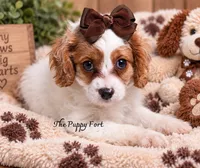Anna-Ready to go TODAY!!! , a female Cavalier King Charles Spaniel and Poodle - Miniature  for sale in Fort Scott, KS – 2 of 2