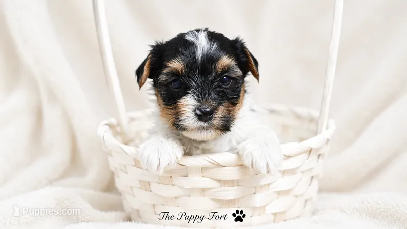 Grogu – Yorkshire Terrier puppy for sale in Fort Scott, KS