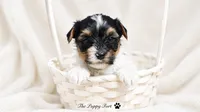 Grogu, a male Yorkshire Terrier for sale in Fort Scott, KS – 1 of 2