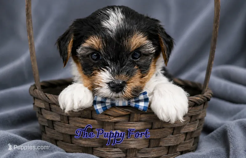 Grogu – Yorkshire Terrier puppy for sale in Fort Scott, KS