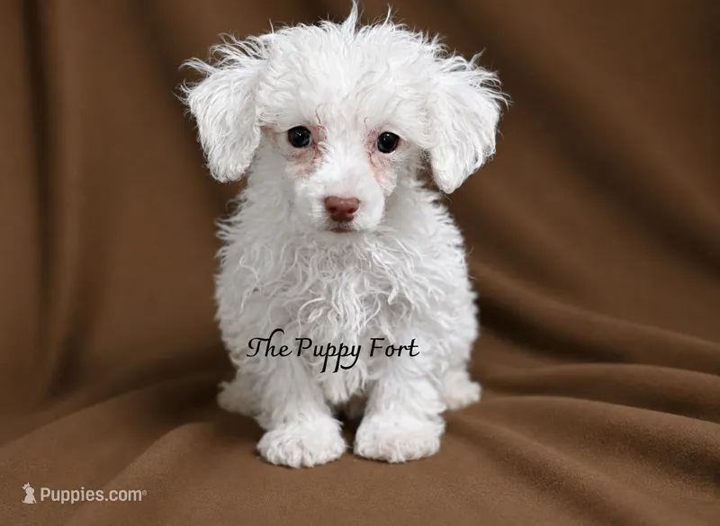 Gus  – Poodle - Toy  puppy for sale in Fort Scott, KS
