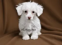 Gus , a male Poodle - Toy  for sale in Fort Scott, KS – 1 of 2
