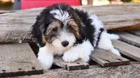 Nash, a male Yorkipoo for sale in Fort Scott, KS – 2 of 2