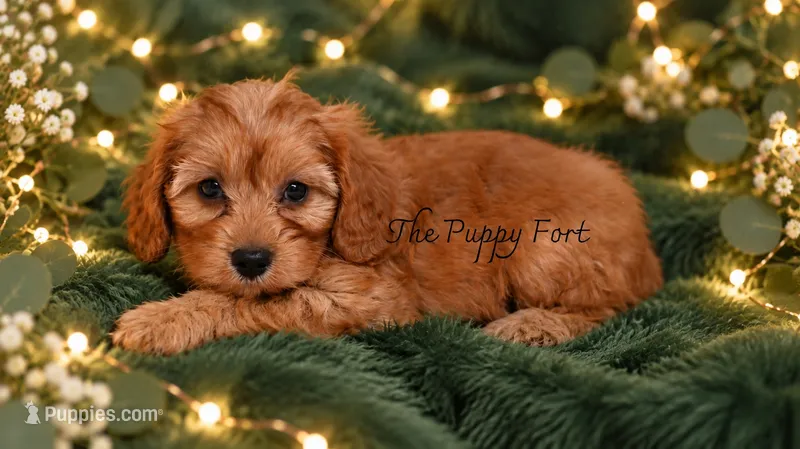 Sophie – Cavapoo puppy for sale in Fort Scott, KS