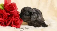 Luna, a female Cavalier King Charles Spaniel and Poodle - Miniature  for sale in Fort Scott, KS – 2 of 2