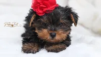 Bella-TOY, a male Yorkshire Terrier for sale in Fort Scott, KS – 2 of 2
