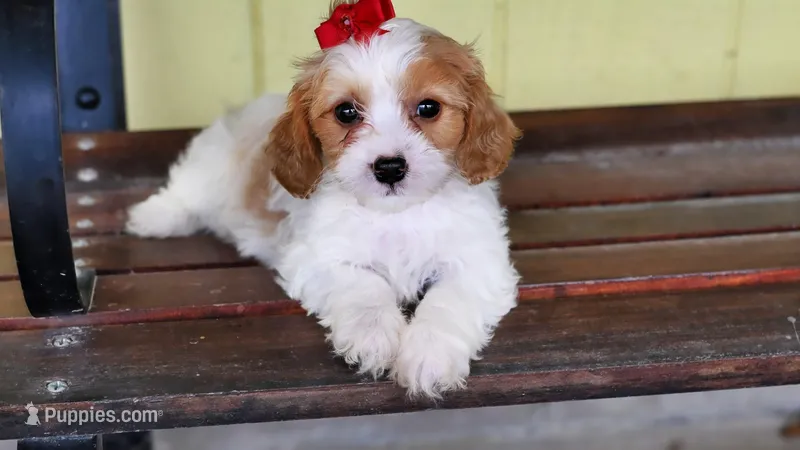 Willow-18 month guarantee – Cavalier King Charles Spaniel, Poodle - Miniature  puppy for sale in Fort Scott, KS