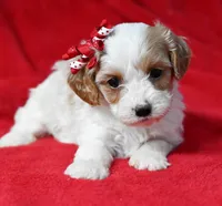 Willow, a female Cavalier King Charles Spaniel and Poodle - Miniature  for sale in Fort Scott, KS – Photo 1 of 2