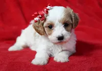 Willow, a female Cavalier King Charles Spaniel and Poodle - Miniature  for sale in Fort Scott, KS – Photo 2 of 2