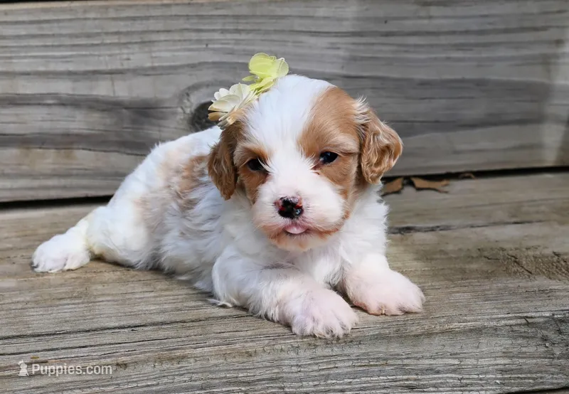 Willow – Cavapoo puppy for sale in Fort Scott, KS