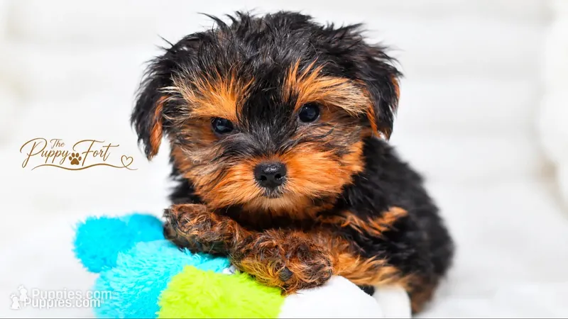 Bear-Toy – Yorkshire Terrier puppy for sale in Fort Scott, KS