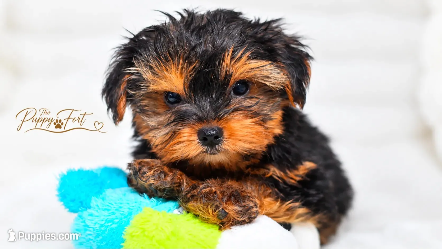 Bear-Toy, a male Yorkshire Terrier for sale in Fort Scott, KS – 1 of 3