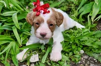 Sabrina, a female Cavapoo for sale in Fort Scott, KS – Photo 1 of 2