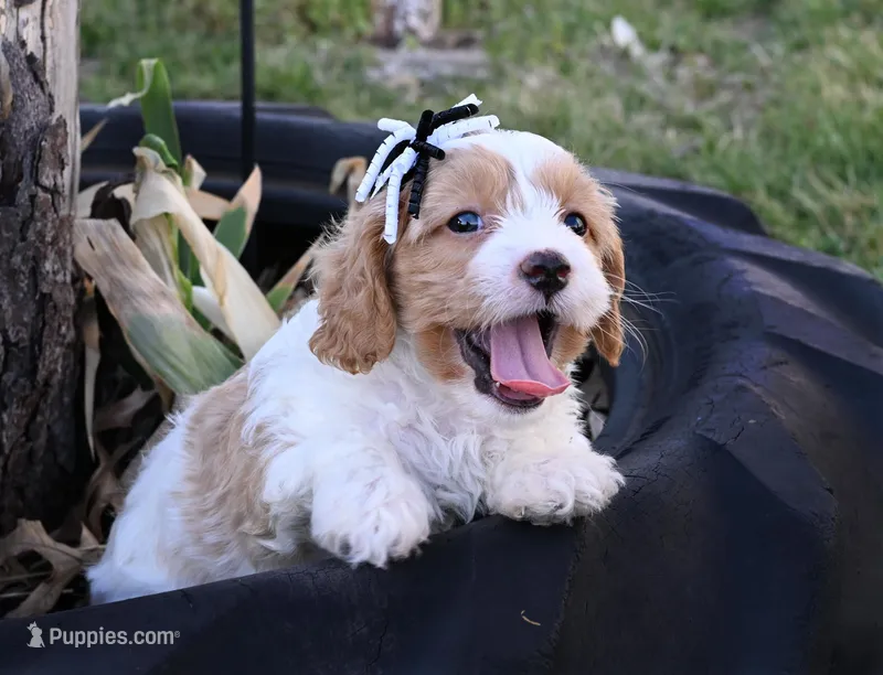 Sabrina – Cavapoo puppy for sale in Fort Scott, KS