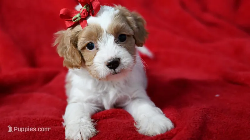Sabrina – Cavapoo puppy for sale in Fort Scott, KS