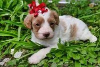 Sabrina, a female Cavapoo for sale in Fort Scott, KS – Photo 2 of 2