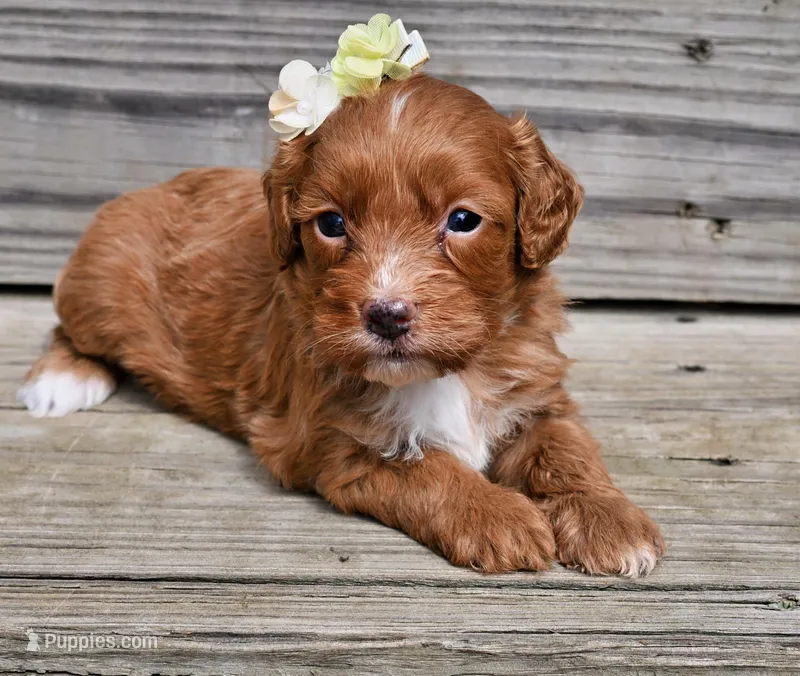 Scarlett – Cavapoo puppy for sale in Fort Scott, KS