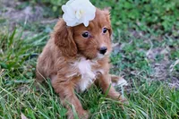 Scarlett-18 month guarantee, a female Cavapoo for sale in Fort Scott, KS – Photo 3 of 3