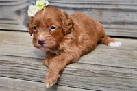 Scarlett, a female Cavapoo for sale in Fort Scott, KS – Photo 2 of 2