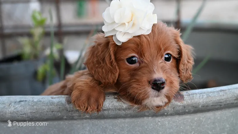 Scarlett – Cavapoo puppy for sale in Fort Scott, KS