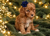 Lilly, a female Cavapoo for sale in Fort Scott, KS – 2 of 2