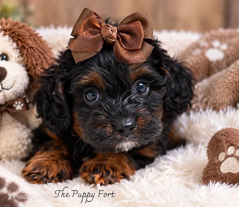 Millie – Cavapoo puppy for sale in Fort Scott, KS