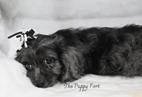 Luna, a female Cavalier King Charles Spaniel and Poodle - Miniature  for sale in Fort Scott, KS – 2 of 2
