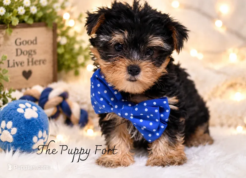 Oden  – Yorkshire Terrier puppy for sale in Fort Scott, KS