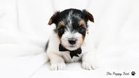 Winston, a male Yorkshire Terrier for sale in Fort Scott, KS – 2 of 2