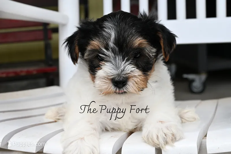 Winston – Yorkshire Terrier puppy for sale in Fort Scott, KS