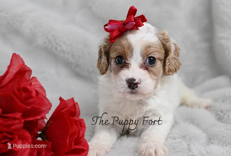 Anna – Cavalier King Charles Spaniel, Poodle - Miniature  puppy for sale in Fort Scott, KS