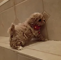 Maltipoo boy, a male Maltipoo for sale in Spokane Valley, WA – Photo 3 of 9