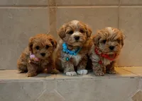 Maltipoo boy, a male Maltipoo for sale in Spokane Valley, WA – Photo 6 of 9