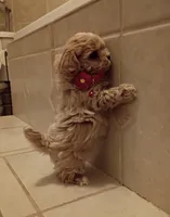 Maltipoo boy, a male Maltipoo for sale in Spokane Valley, WA – Photo 1 of 9