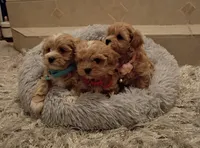 Maltipoo boy, a male Maltipoo for sale in Spokane Valley, WA – Photo 8 of 9